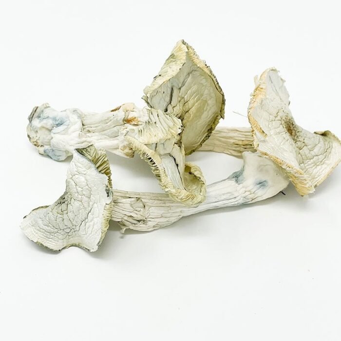 Albino-A-Magic-Mushroom-1-1.jpg Albino-A-Magic-Mushroom-1-1.jpg
