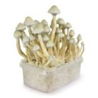 Albino-A-Mushroom-Grow-kit-1.jpeg