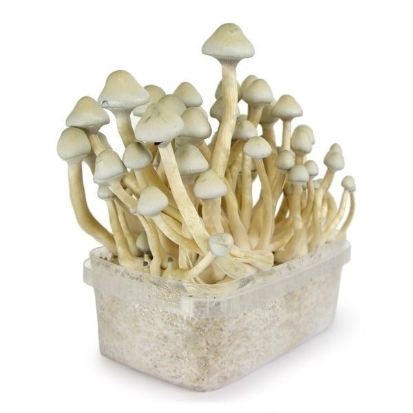 Albino-A-Mushroom-Grow-kit-1.jpeg Albino-A-Mushroom-Grow-kit-1.jpeg