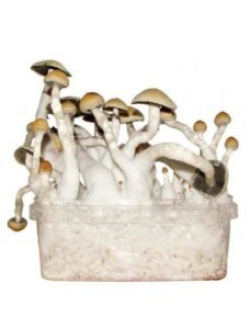 Albino Penis Envy Mushroom Grow kit