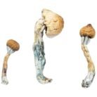 Albino-Penis-Envy1-1536x1536-1-1.jpeg