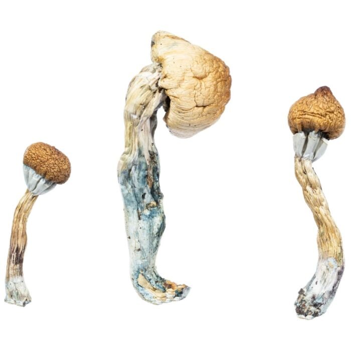 Albino-Penis-Envy1-1536x1536-1-1.jpeg