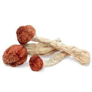 Amazonian Mushroom