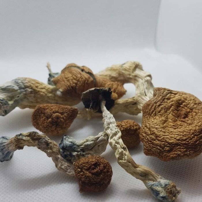 Amazonian-Magic-Mushrooms-1-1.jpg