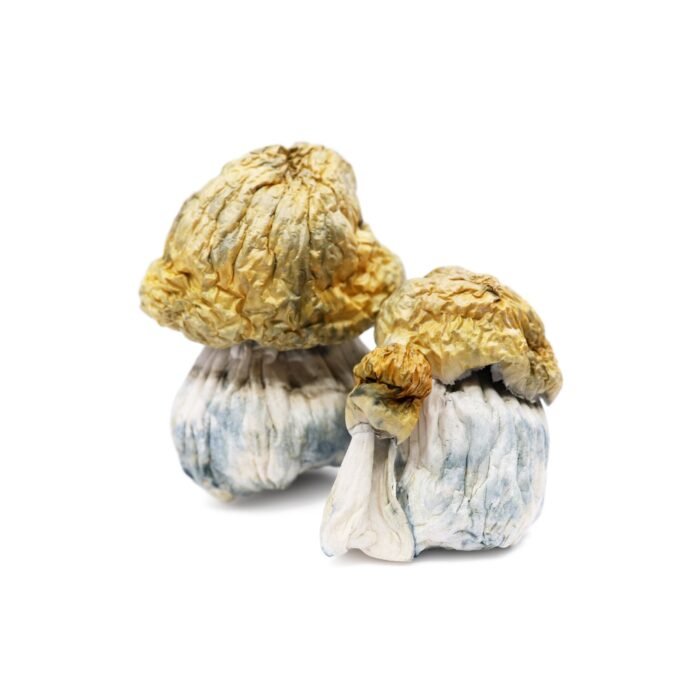 Avalanche-Magic-Mushrooms-1.jpg