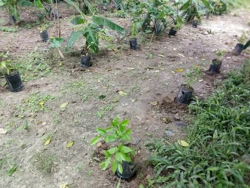 BUY-IBOGA-POT-NURSERY-Online-1.webp BUY-IBOGA-POT-NURSERY-Online-1.webp