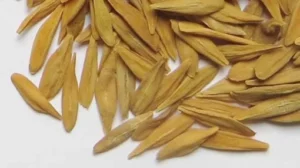 STROPHANTUS GRATUS SEEDS