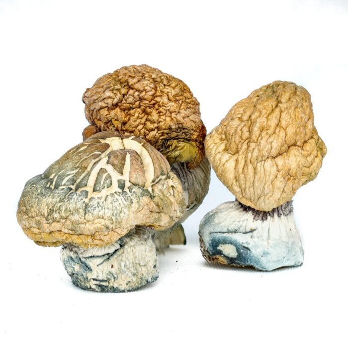 Burmese-Magic-Mushrooms-1-1.jpg