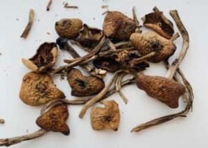 Wavy Caps Magic Mushrooms