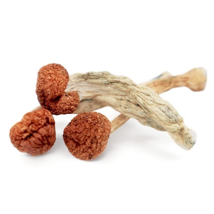 Cambodian-Magic-Mushrooms-1.jpg Cambodian-Magic-Mushrooms-1.jpg