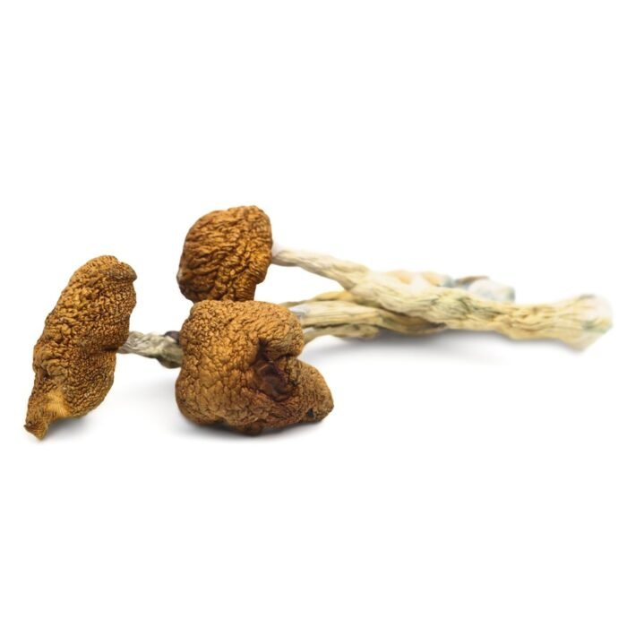 Daddy-Long-Legs-Magic-Mushrooms-1.jpg