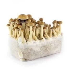 Ecuadorian Mushroom Grow Kit