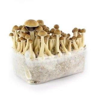 Ecuadorian-Mushroom-Grow-Kit-4.jpg Ecuadorian-Mushroom-Grow-Kit-4.jpg