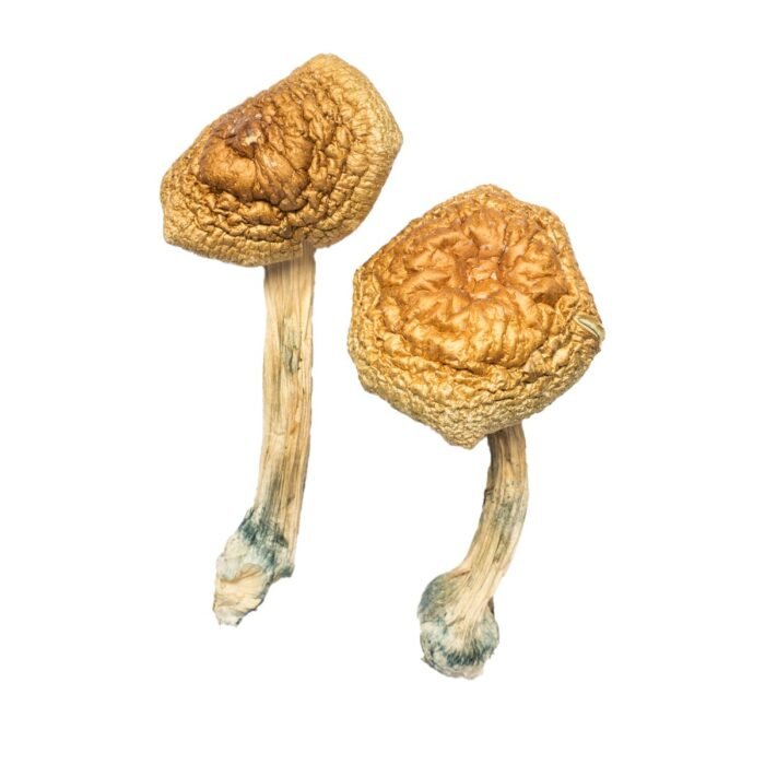 Golden-Mammoth-Magic-Mushroom-1-1.jpg Golden-Mammoth-Magic-Mushroom-1-1.jpg
