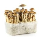 Golden-Teacher-Mushroom-Grow-Kit-2.jpg