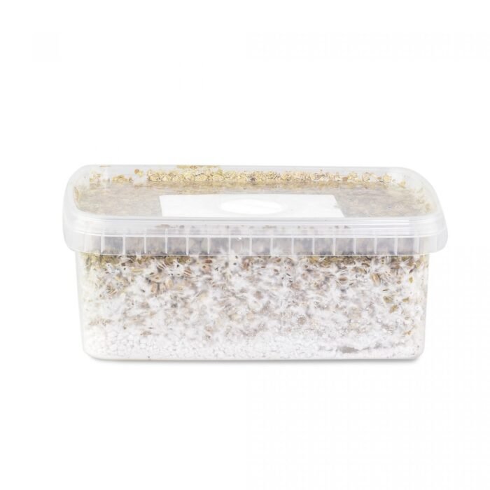Hawaii-Mushroom-Grow-Kit-1-1.jpg