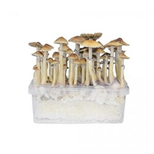 Hawaii Mushroom Grow Kit