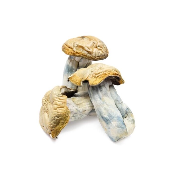 Hillbilly-Magic-Mushrooms-1.jpg Hillbilly-Magic-Mushrooms-1.jpg