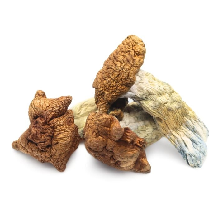 King-Kong-Magic-Mushrooms-1.jpg King-Kong-Magic-Mushrooms-1.jpg