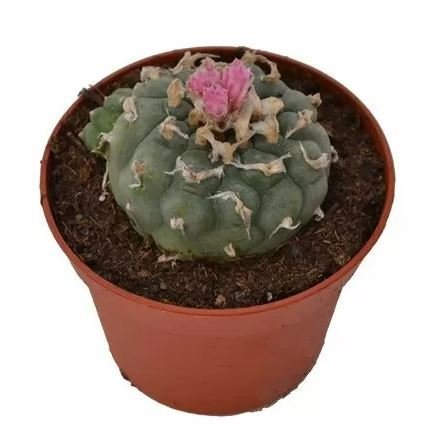 Lophophora-Decipiens-Peyote-1.jpeg Lophophora-Decipiens-Peyote-1.jpeg