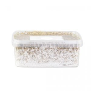 Mazatapec-Mushroom-Grow-kit-1-1.jpg