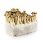 Mazatapec-Mushroom-Grow-kit-2.jpg