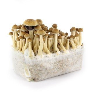Mazatapec-Mushroom-Grow-kit-2.jpg Mazatapec-Mushroom-Grow-kit-2.jpg