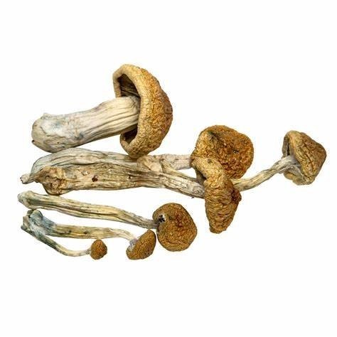 McKennaii-Magic-Mushroom-1-1.jpg McKennaii-Magic-Mushroom-1-1.jpg