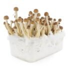 Mexican-Mushroom-Grow-Kit-4.jpg