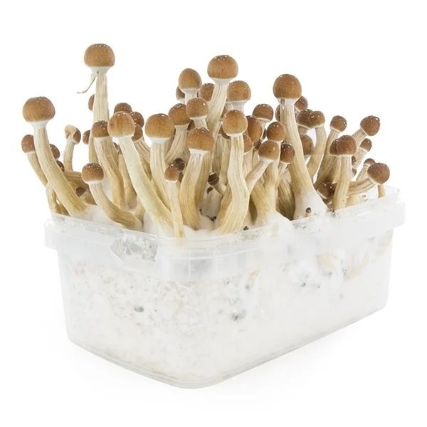 Mexican-Mushroom-Grow-Kit-4.jpg Mexican-Mushroom-Grow-Kit-4.jpg