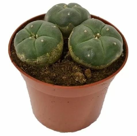 Peyote-Cactus-3-Heads-1.jpeg Peyote-Cactus-3-Heads-1.jpeg