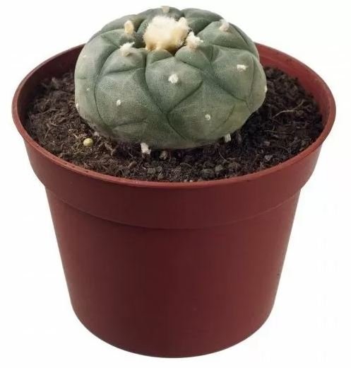 Peyote-Lophophora-Williamsii-1.jpeg Peyote-Lophophora-Williamsii-1.jpeg
