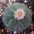 Peyote-seeds-2-1.jpg