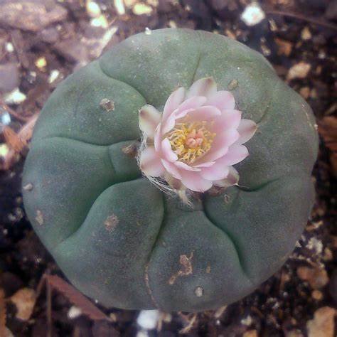 Peyote-seeds-2-1.jpg Peyote-seeds-2-1.jpg