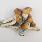 SHAFAA-Heal-Macrodose-Magic-Mushroom-Chocolates-–-2g-600x450-9-1.jpg
