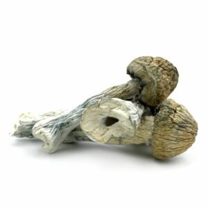 Thrasher Magic Mushrooms