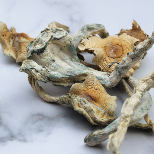 Treasure-Coast-Magic-Mushroom-1-1.jpg Treasure-Coast-Magic-Mushroom-1-1.jpg