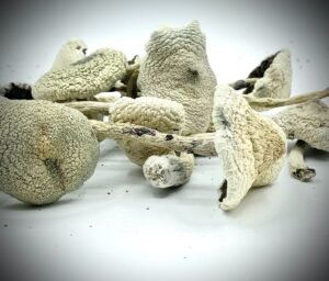 White Teacher Magic Mushrooms