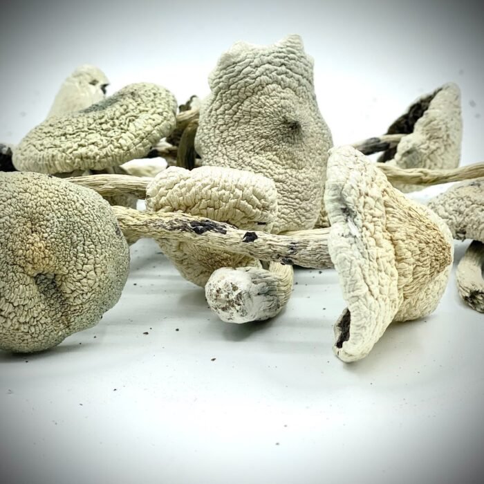 White-Teacher-Mushroom-1.jpg